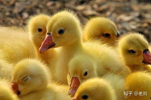 吃瓜乱跳小鹅视频下载免费,轻松获取热门内容！